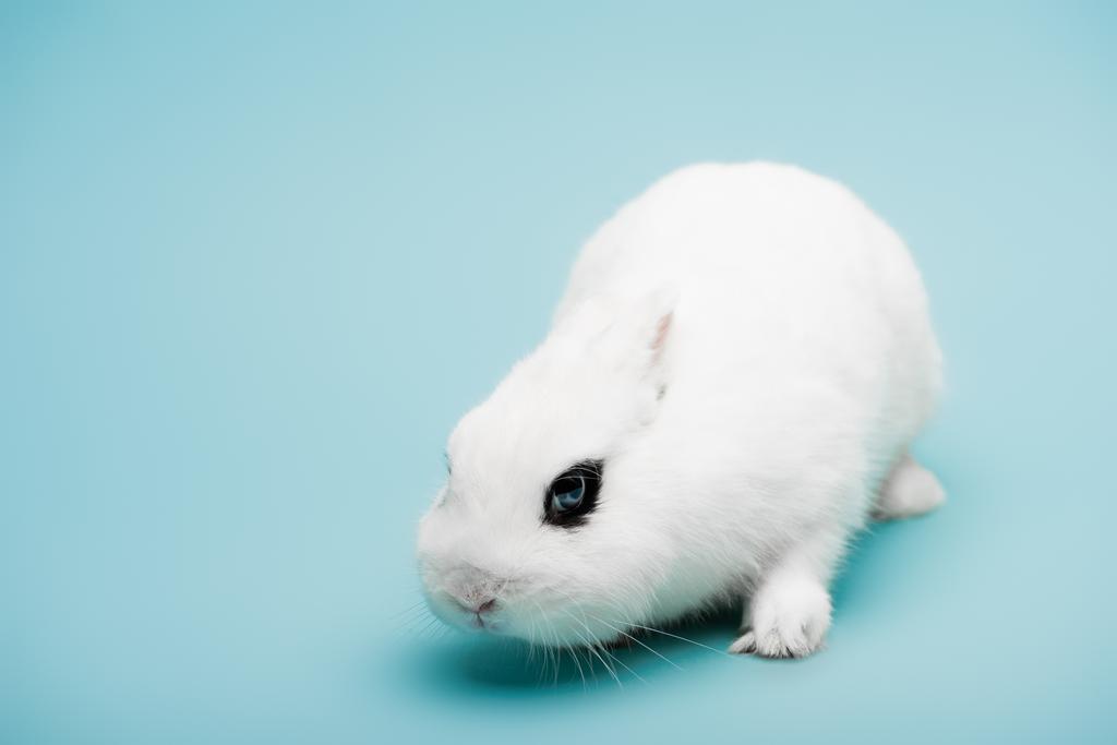 cute white rabbit with black eye on blue background - Photo, Image