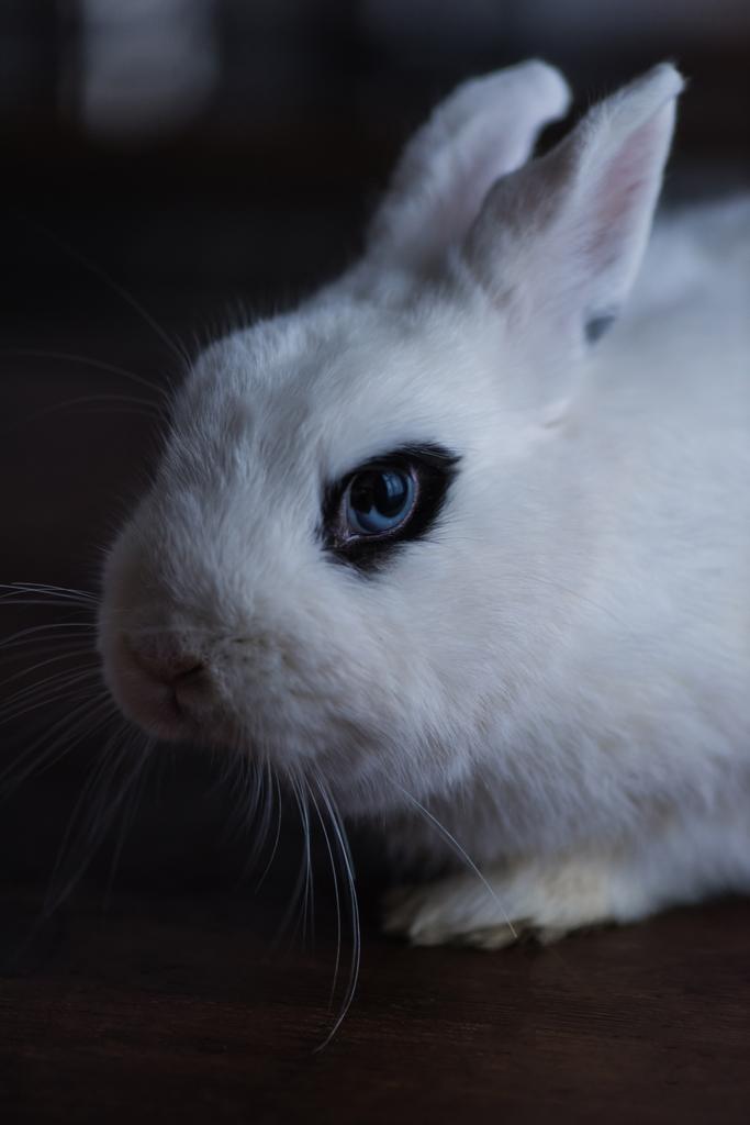 lindo conejo con ojo negro sobre fondo oscuro - Foto, imagen