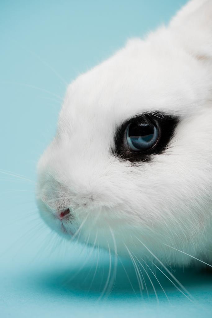 niedliches weißes Kaninchen mit blauem Auge auf blauem Hintergrund - Foto, Bild