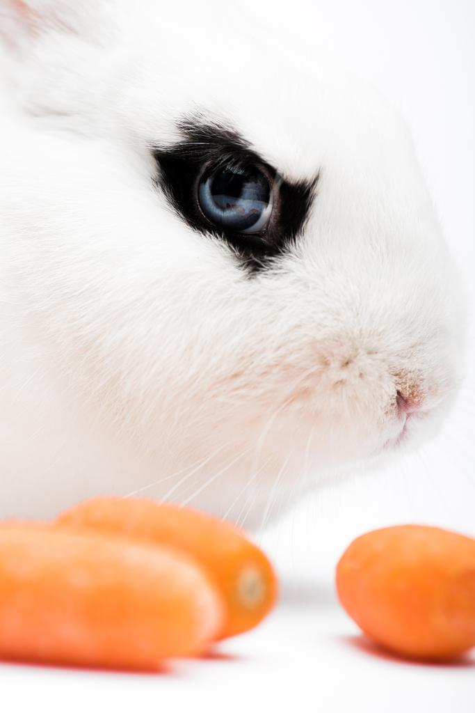 primo piano di coniglio carino con occhio nero vicino carota su sfondo bianco - Foto, immagini