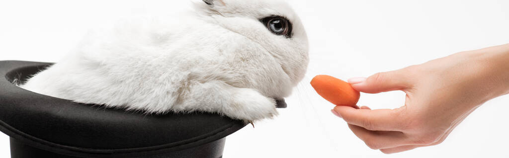 cropped view of woman giving carrot to cute rabbit in black hat on white background, banner - Photo, Image