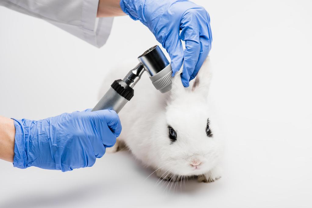 vue recadrée du vétérinaire examinant les oreilles de lapin sur fond blanc - Photo, image
