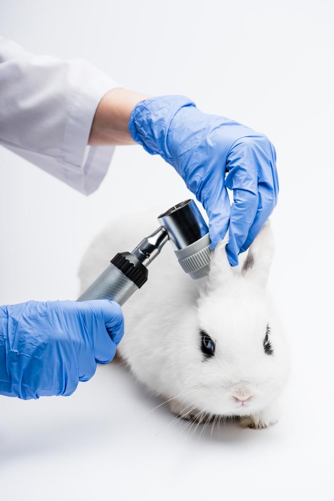 bijgesneden weergave van dierenarts onderzoeken konijn oren op witte achtergrond - Foto, afbeelding