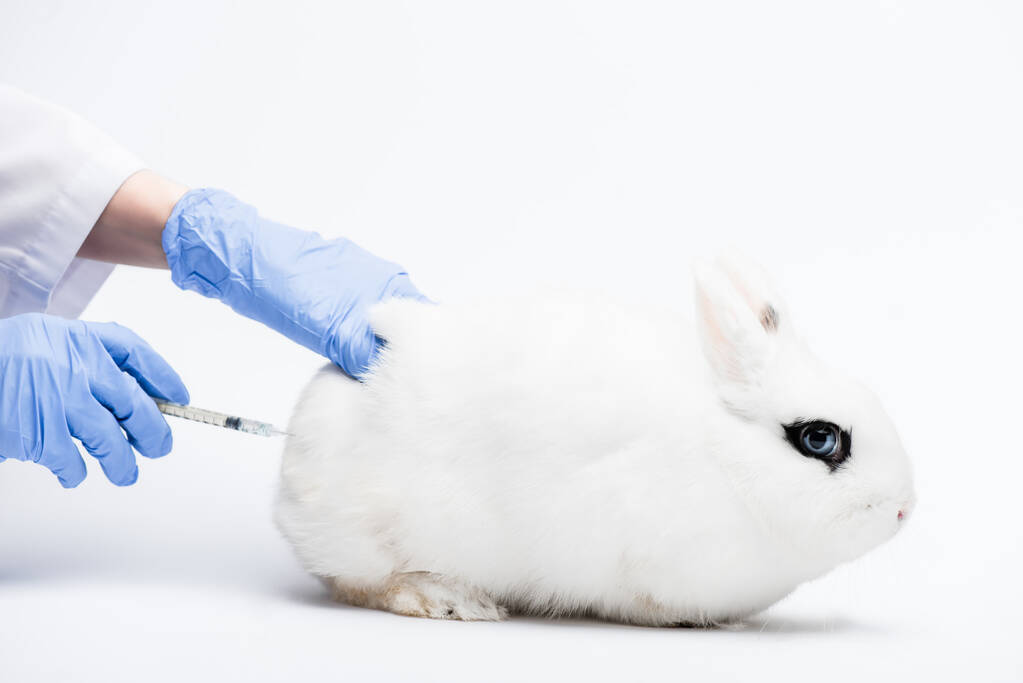 abgeschnittene Ansicht des Tierarztes tut Injektion Kaninchen auf weißem Hintergrund - Foto, Bild