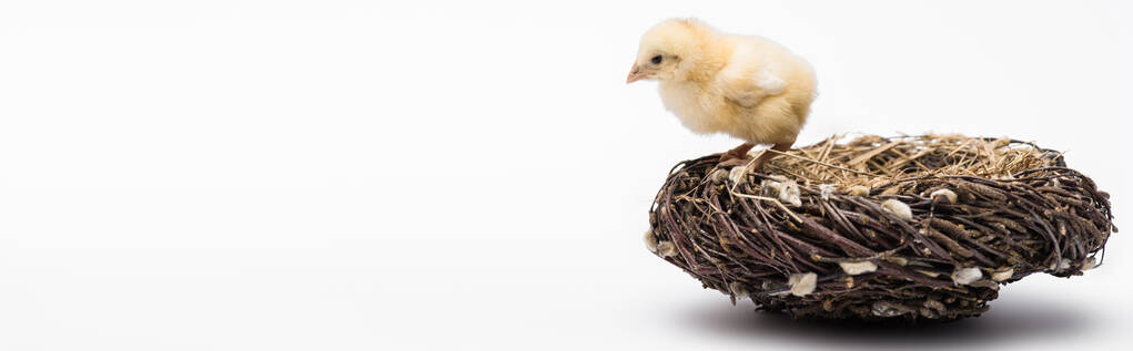 lindo pollito en el nido sobre fondo blanco, bandera - Foto, Imagen