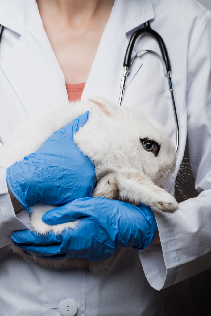 обрезанный вид ветеринара с кроликом в руках - Фото, изображение