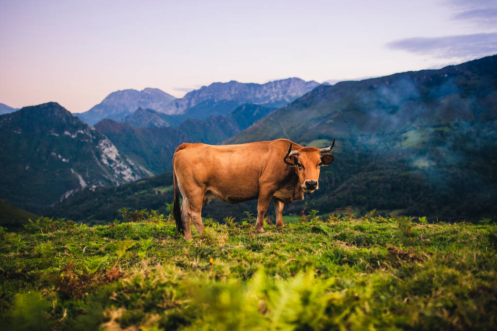 スペインのアストゥリアス州のピコス・デ・エウロパの山々に放牧された美しい風景と茶色の牛. - 写真・画像