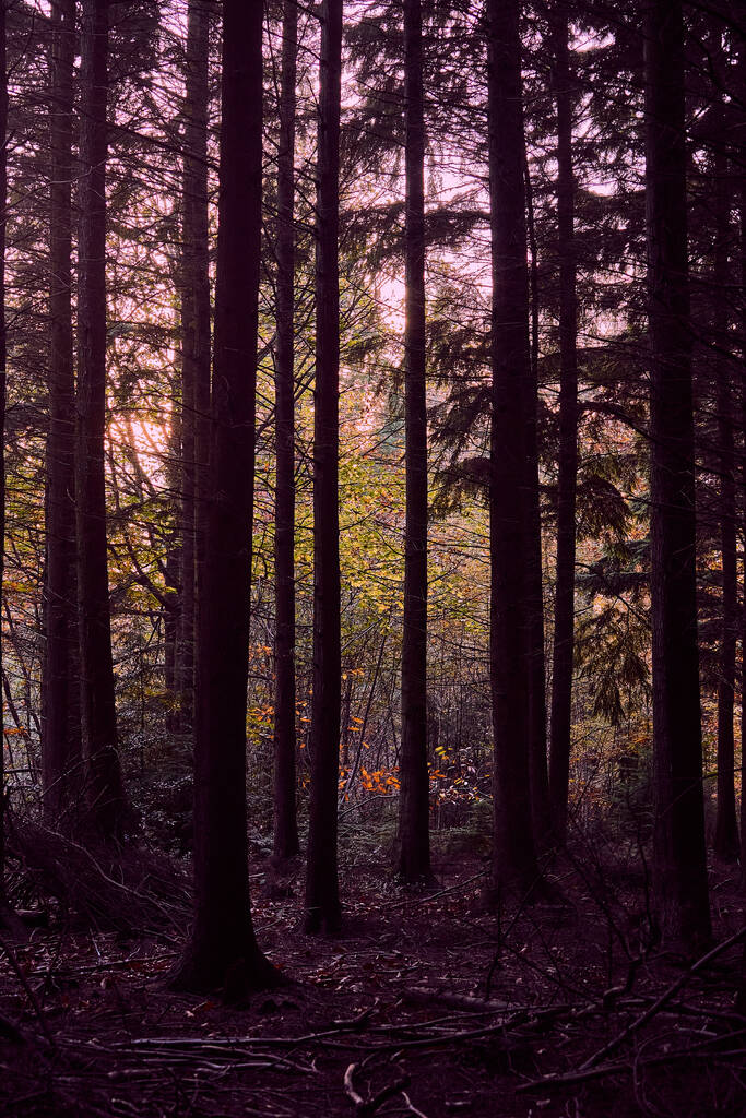 Драматический и капризный пейзаж осенних листьев в лесу Бактон Вулдс в Великобритании - Фото, изображение