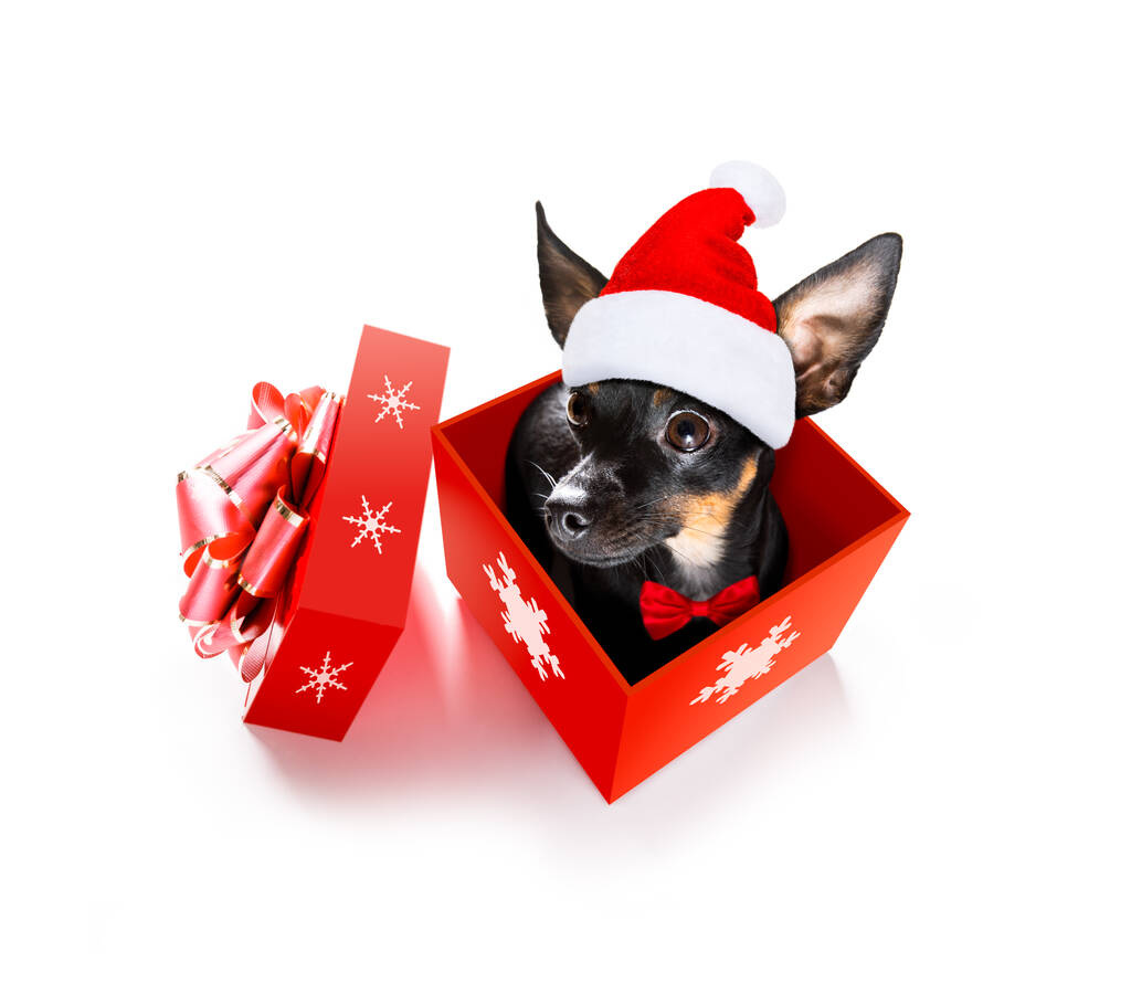 Χριστούγεννα santa claus praguer ratter σκυλί ως μια εορταστική περίοδο έκπληξη από ένα δώρο ή δώρο κουτί με κόκκινο καπέλο, απομονώνονται σε λευκό φόντο - Φωτογραφία, εικόνα