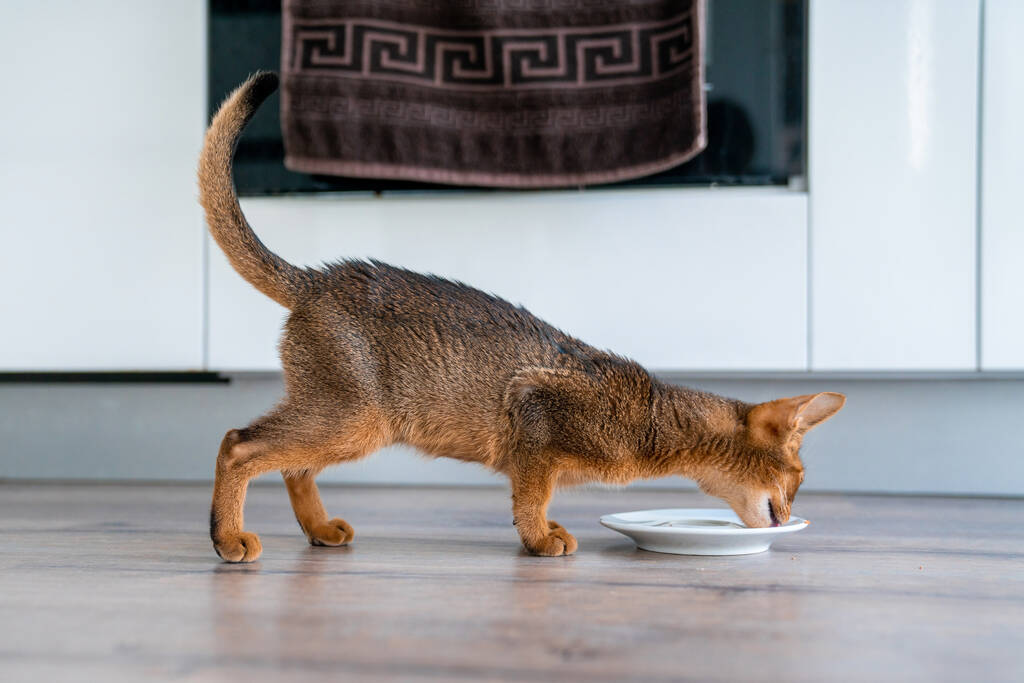Habešská kočka doma se svým páníčkem doma. Krásné čistokrevné krátkosrsté kotě. - Fotografie, Obrázek