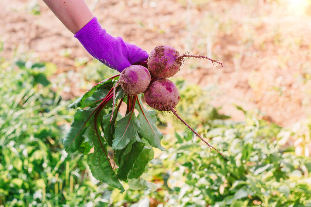 農家の手は庭で新鮮な熟したビートを保持します。秋の収穫の概念. - 写真・画像