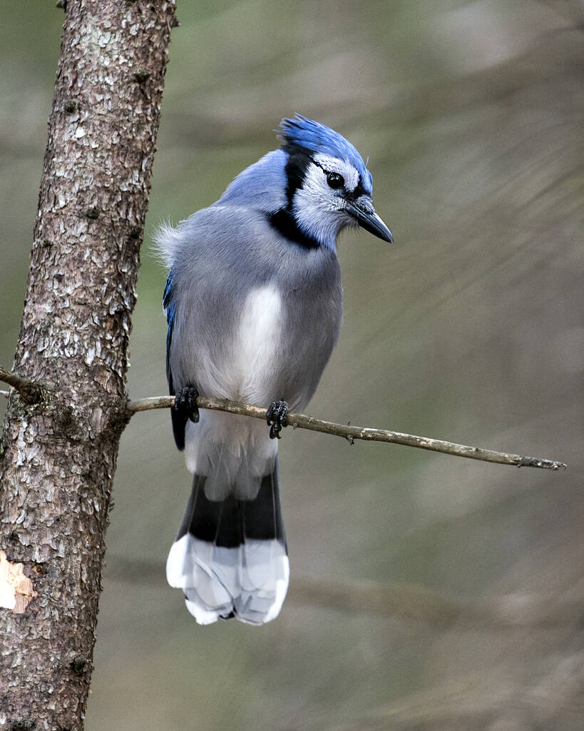 Blue Jay se posó sobre una rama con un fondo borroso en el ambiente y hábitat del bosque. Imagen. Una foto. Retrato. Mirando hacia el lado derecho. - Foto, Imagen