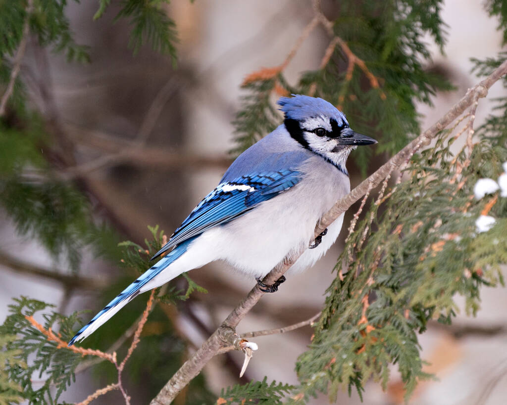 Blue Jay Stock Photos. Blue Jay perched on a branch with a blur background in the forest environment and habitat. Image. Picture. Portrait.  - Photo, Image