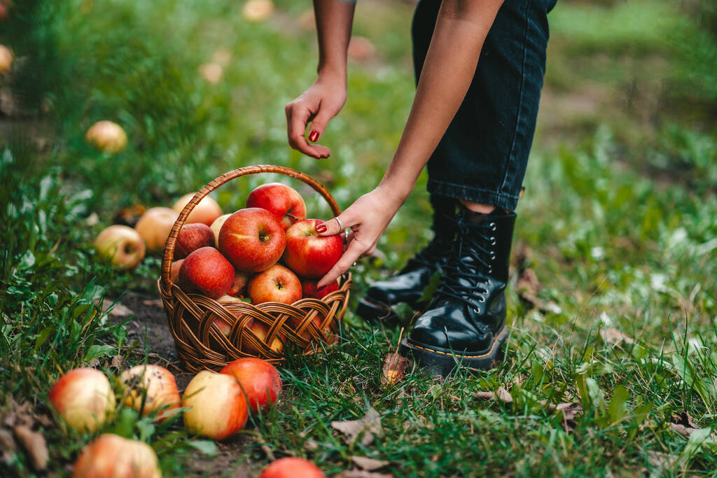 Nierozpoznana kobieta odbierająca dojrzałe owoce czerwonego jabłka w zielonym ogrodzie. Ekologiczny styl życia, rolnictwo, zawód ogrodnika - Zdjęcie, obraz