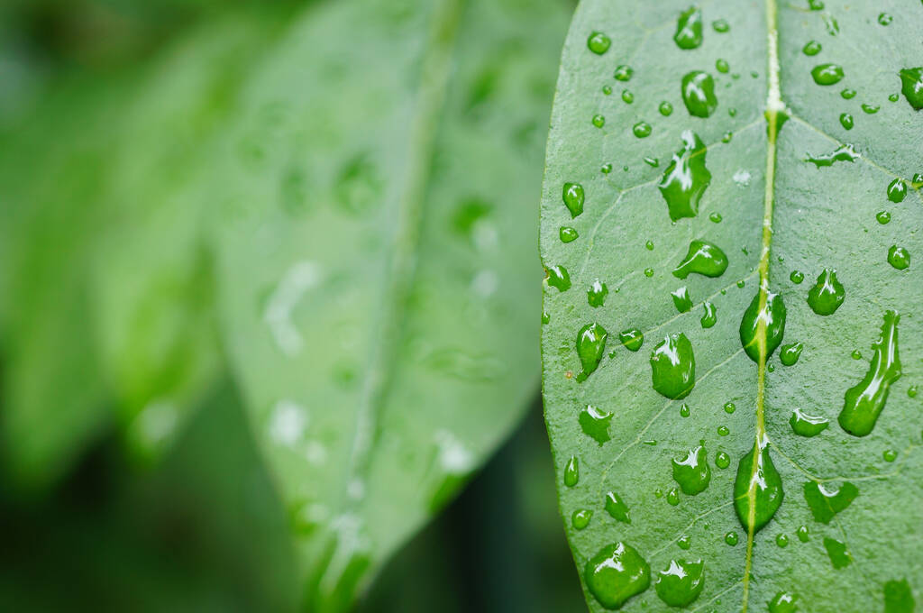 Крупный план дождевых капель на зеленых листьях растения после дождливого дня на размытом фоне - Фото, изображение