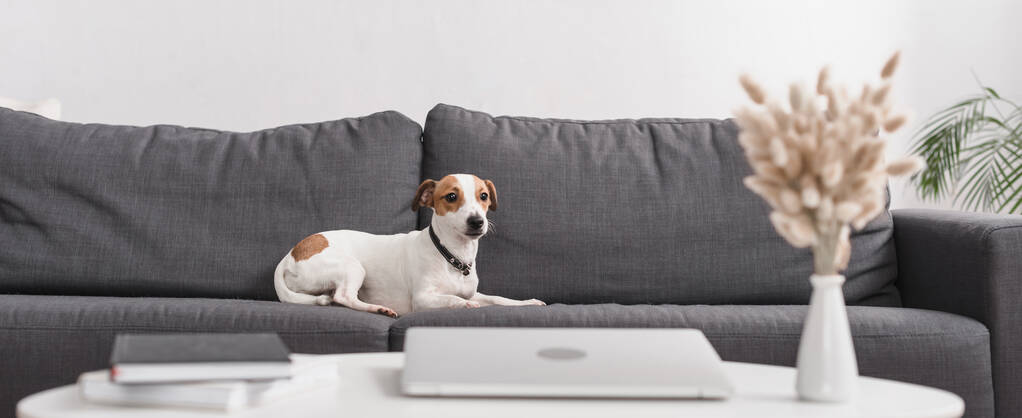 jack russell terrier en sofá gris en la sala de estar moderna, pancarta horizontal - Foto, Imagen