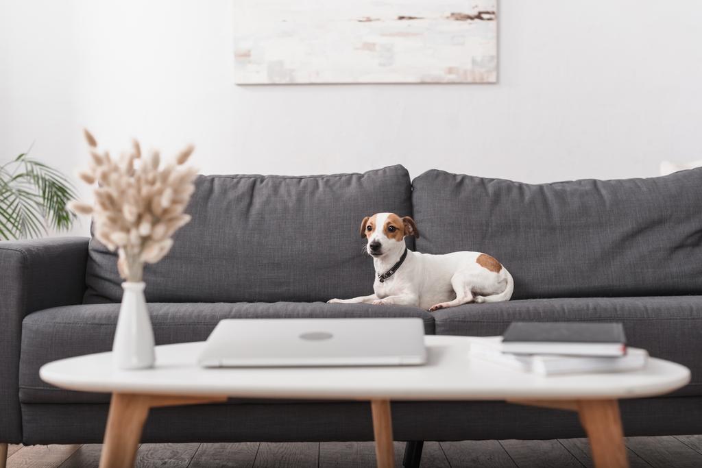 jack Russell terrier szürke kanapén, dohányzóasztal mellett laptoppal a modern nappaliban  - Fotó, kép