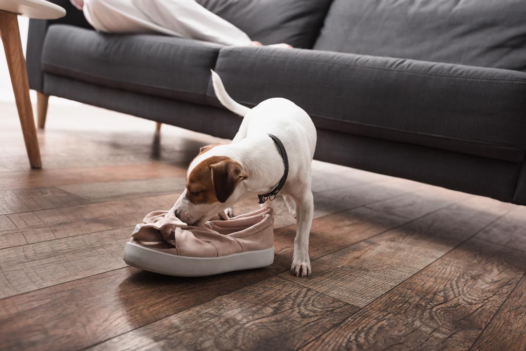 Jack Russell Terrier ayakkabılarının kokusu yerde  - Fotoğraf, Görsel