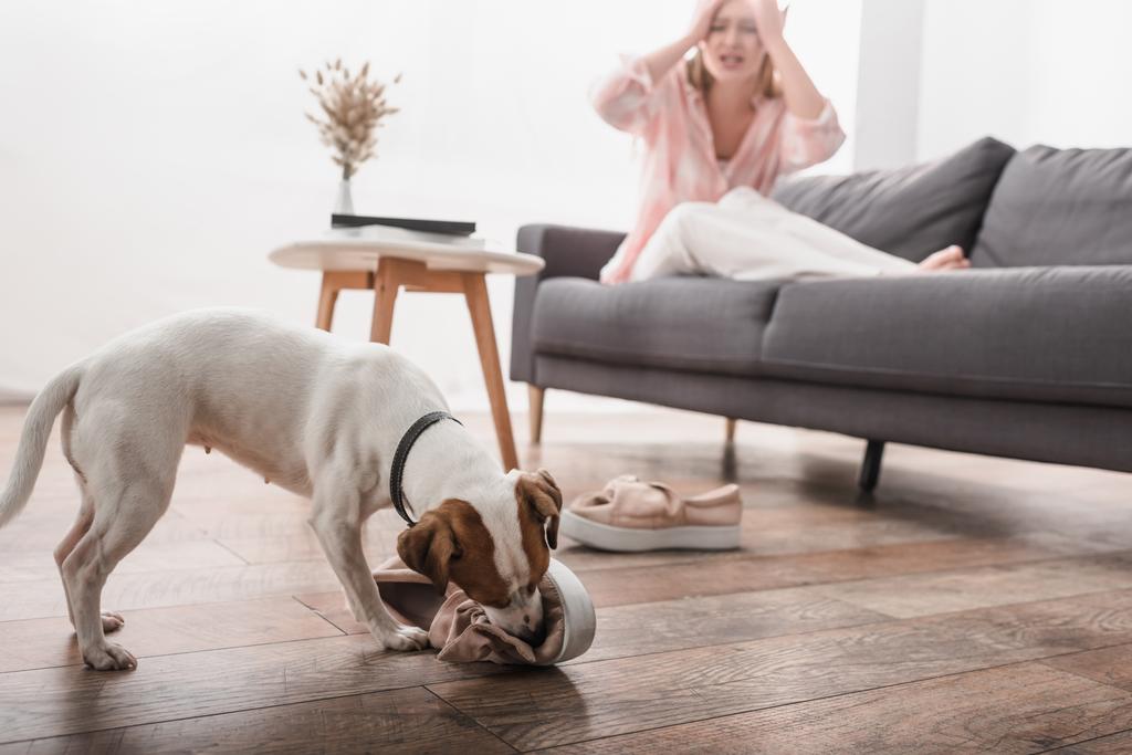 Jack Russell Terrier beißt Schuhe auf dem Boden neben frustrierter Frau auf verschwommenem Hintergrund  - Foto, Bild