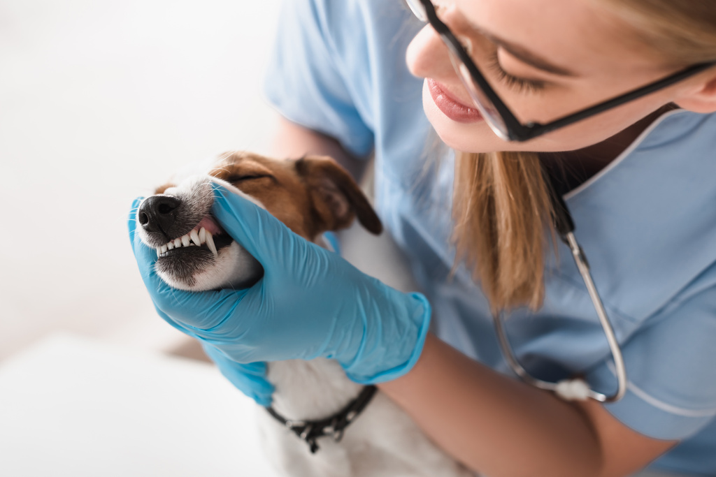 przycięty widok młodego lekarza weterynarii w lateksowych rękawiczkach i okularach badających Jack Russell Terrier - Zdjęcie, obraz