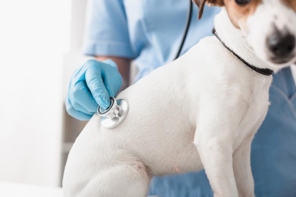 обрізаний вид на ветеринара в синіх латексних рукавичках, що тримає стетоскоп при вивченні джек-тер'єра
 - Фото, зображення