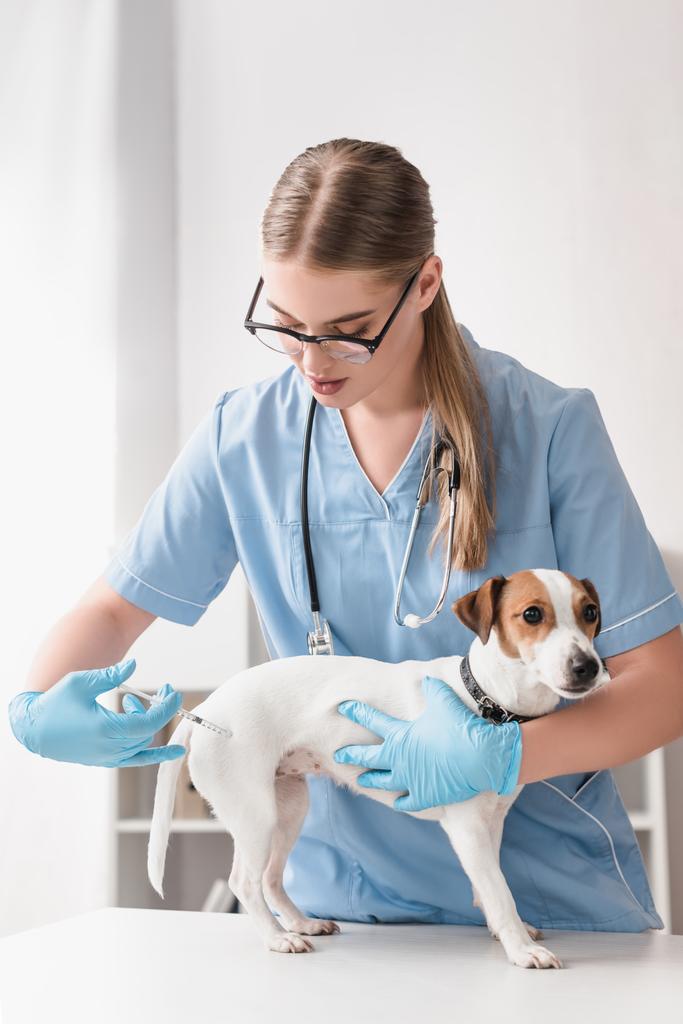 Mavi lateks eldivenli genç veteriner Jack Russell Terrier 'a aşı enjekte ediyor.  - Fotoğraf, Görsel