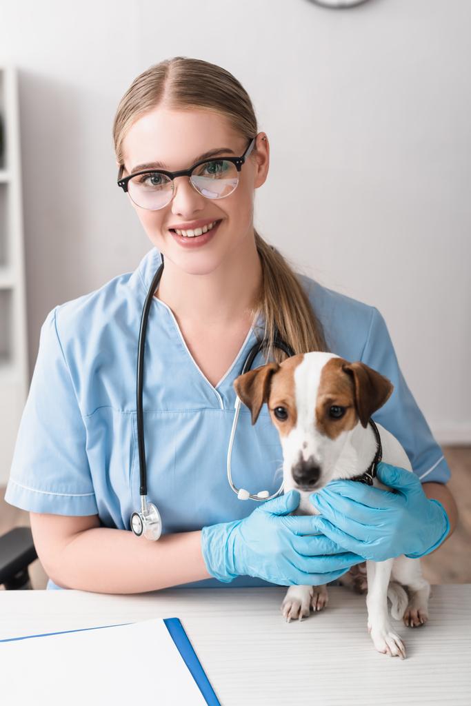 happy veterinarian in blue latex gloves looking at camera near jack russell terrier on table with clipboard  - Photo, Image