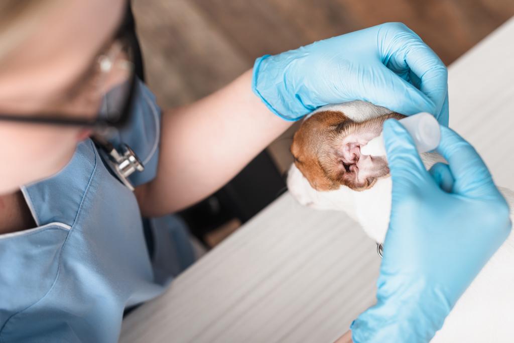 Bulanık lateks eldivenli veteriner Jack Russell Terrier 'a kulak damlatıyor.  - Fotoğraf, Görsel