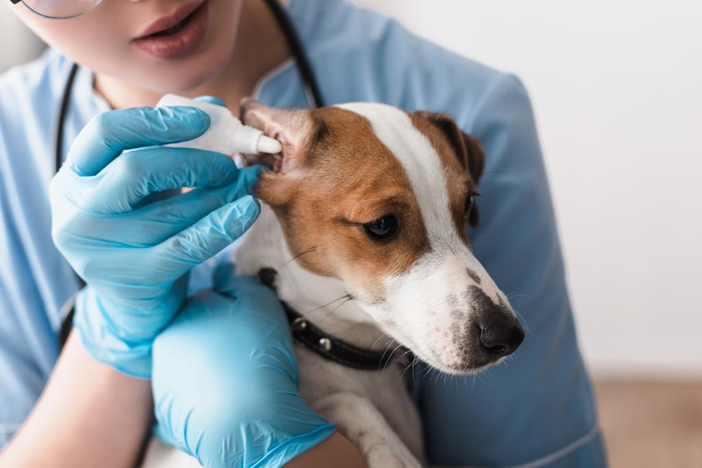 visão cortada do veterinário em luvas de látex gotas gotejamento orelha para jack russell terrier  - Foto, Imagem