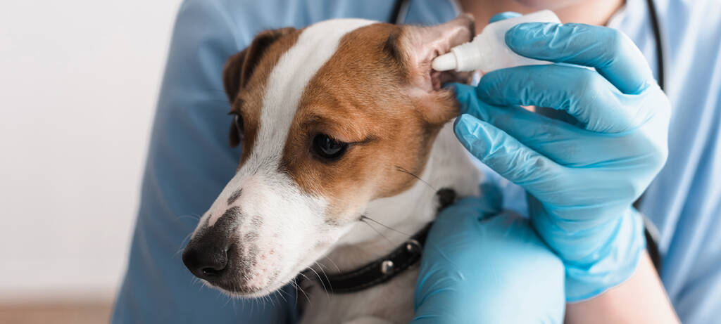 levágott kilátás állatorvos latex kesztyű csöpögő fülcsepp Jack Russell terrier, banner - Fotó, kép