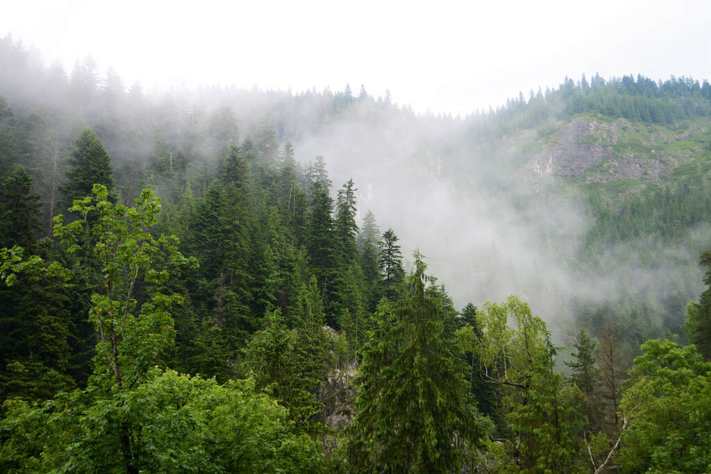 Вид з повітря на туман над ялинковим лісом
 - Фото, зображення