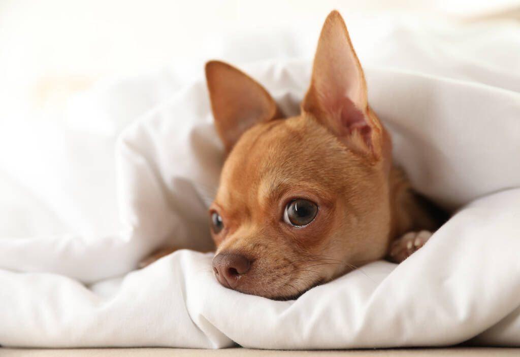 Милая чихуахуа-собака, завернутая в одеяло дома, крупным планом - Фото, изображение