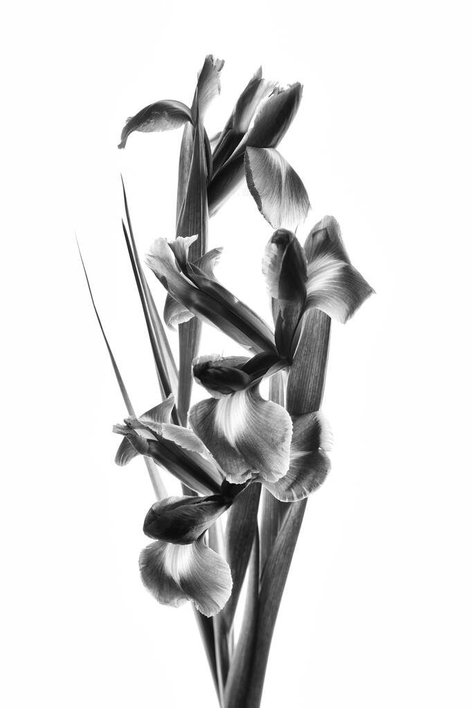 Чорно-біле фото красивих ірисових квітів
. - Фото, зображення