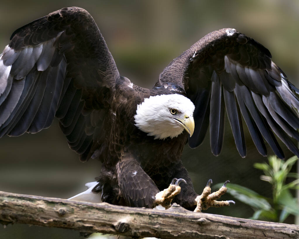 Вид крупным планом на орла, приземляющийся на ветку с расправленными крыльями с размытым фоном, в окружающей среде и среде обитания. - Фото, изображение