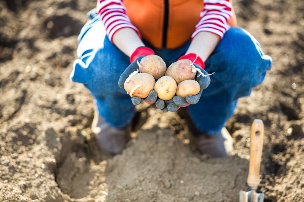świeże ziemniaki w ręce samica rolnika - Zdjęcie, obraz