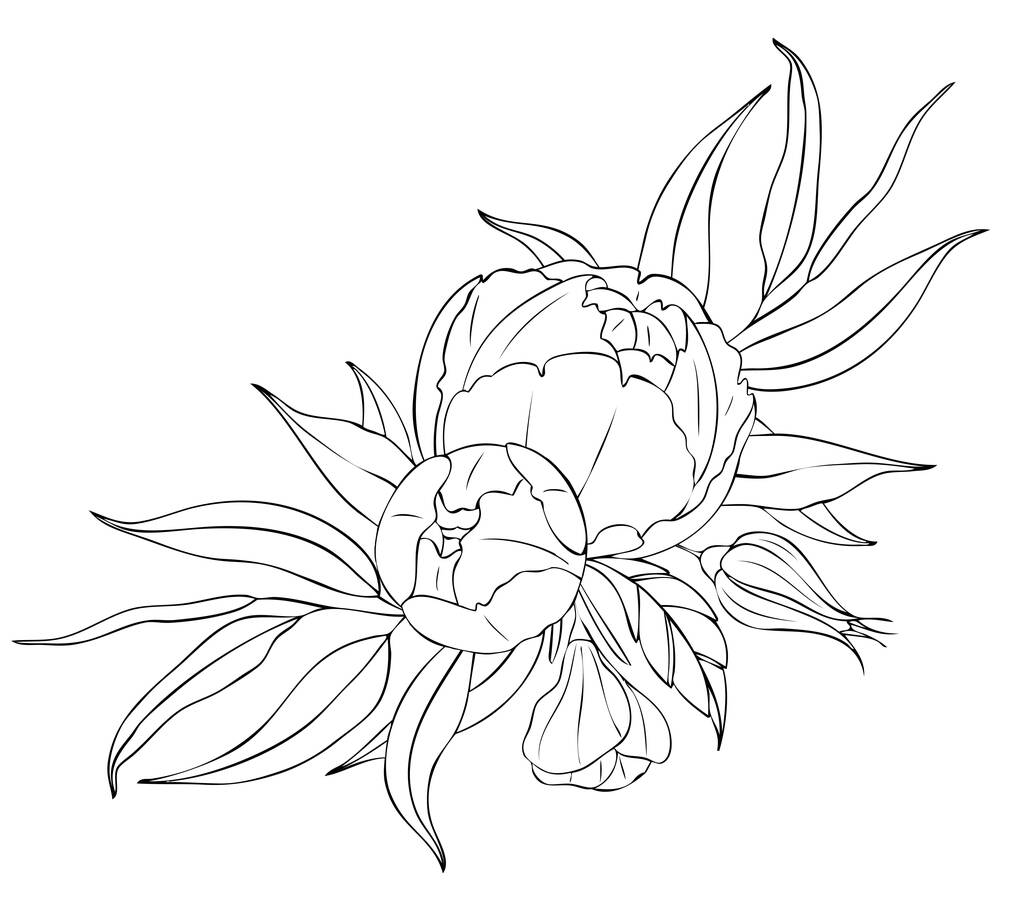 Peony flowers and leaves, tattoo compositions. Black linear illustration isolated on a white background. - Vector, Image