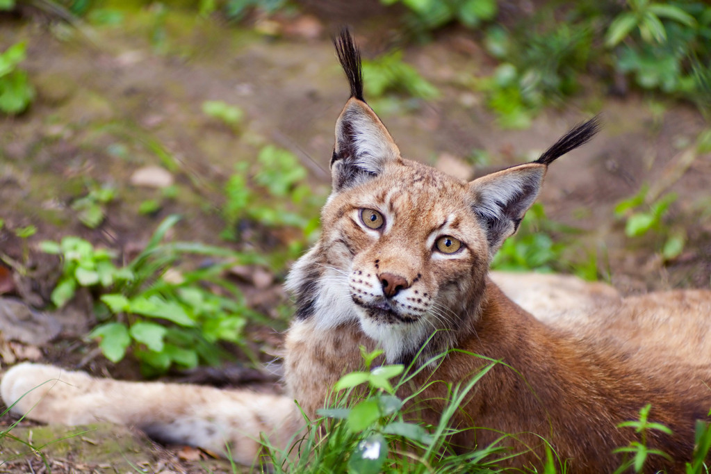 krásné divoké lynx - Fotografie, Obrázek