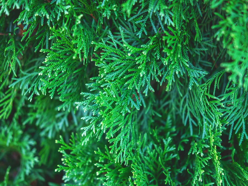 Evergreen thuja branches close up as a christmas background. - Photo, Image