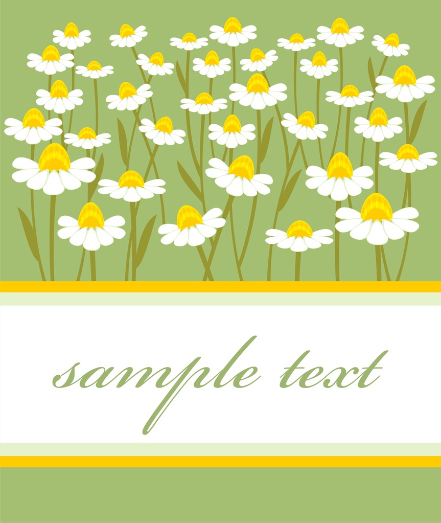 Postcard with chamomile - Vector, Image