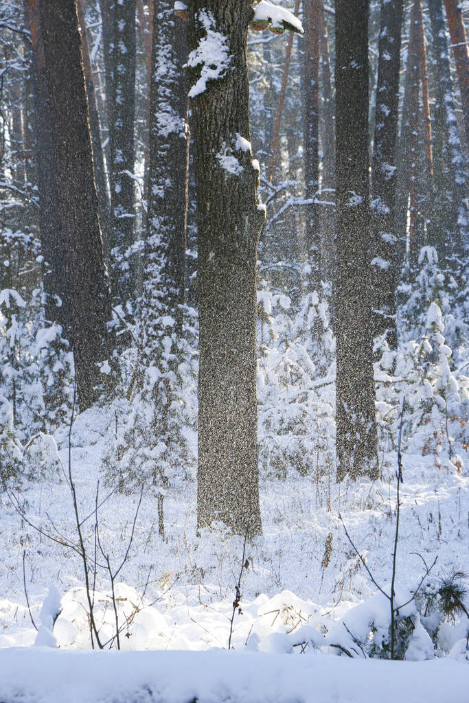 Paysage hivernal avec forêt d'épinettes enneigée. Vue de Noël. par une journée ensoleillée - Photo, image
