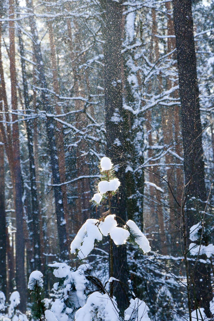 Зимний пейзаж с заснеженными еловыми лесами. Вид на Рождество. в солнечный день - Фото, изображение