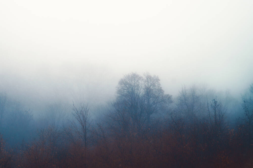 Herbstdichter Nebel. Baumsilhouetten im Dunst des Waldes. Stimmung der Ruhe, Einsamkeit und des Friedens - Foto, Bild