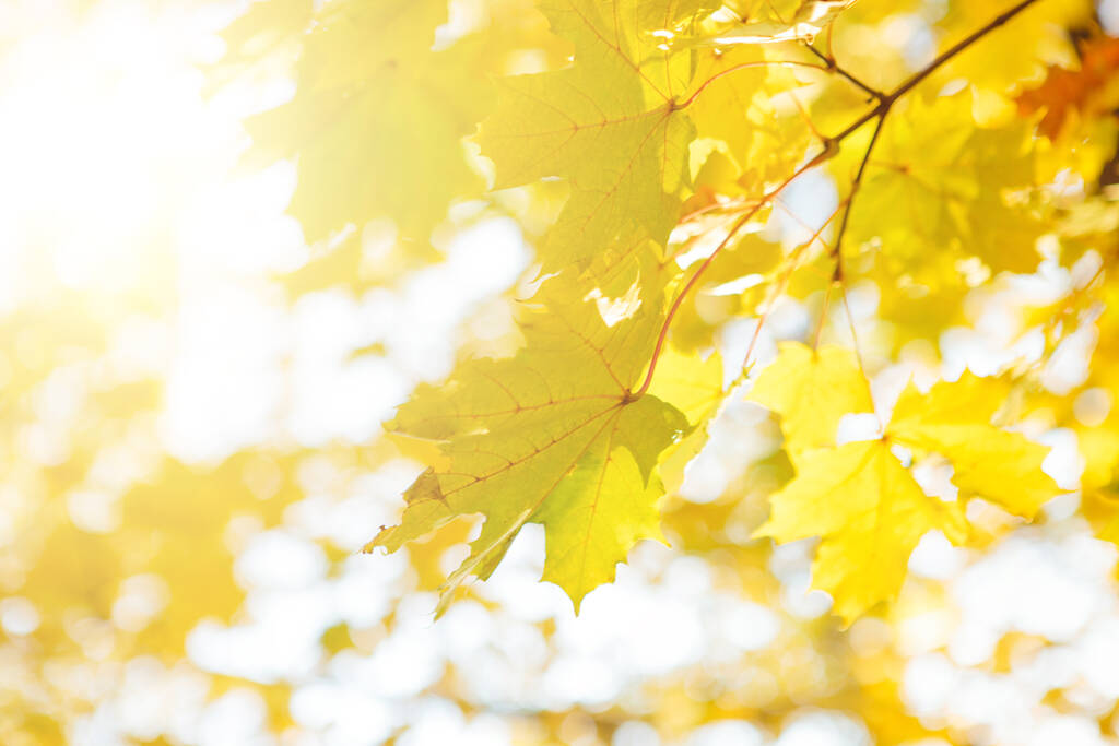 Stromovou větev s podzimními listy. Podzimní pozadí. Krásná podzimní krajina s padajícími žlutými listy a sluncem. Barevné listí v parku. Pád zanechává přirozené pozadí - Fotografie, Obrázek