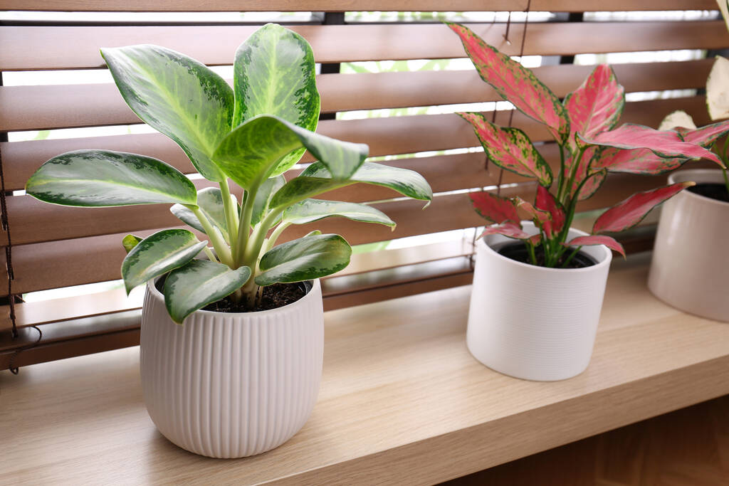 Hermosas plantas de interior en el alféizar ventana de madera - Foto, Imagen