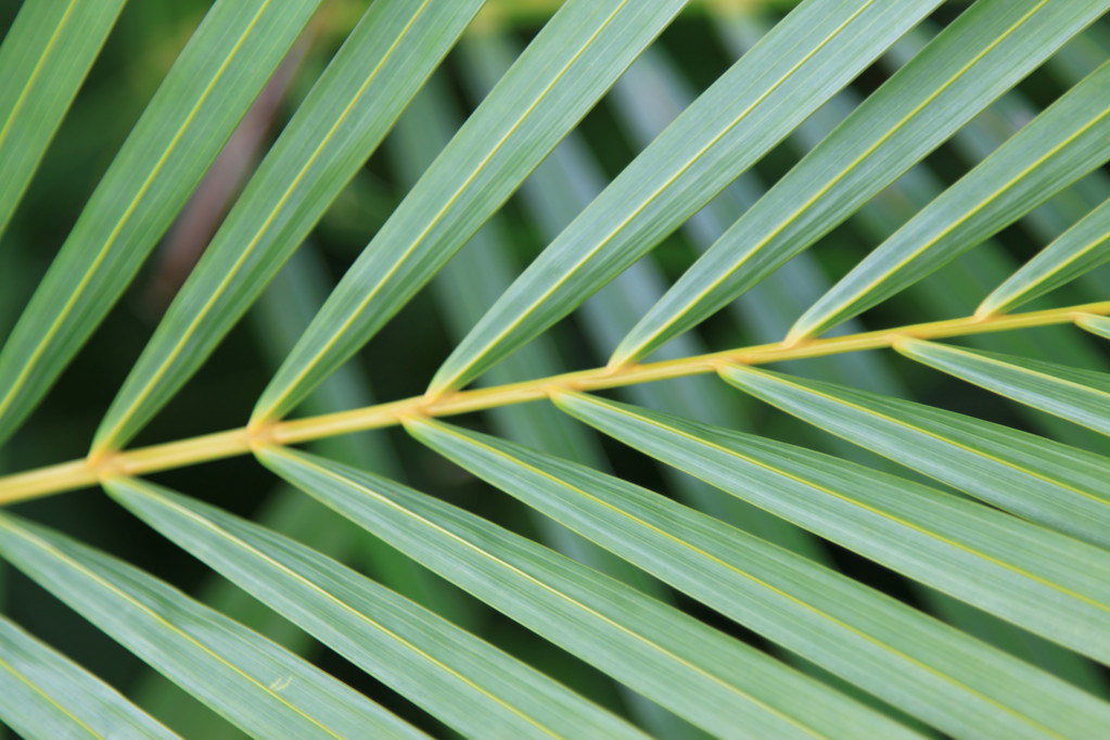 Фоновая пальмовая ветвь
 - Фото, изображение