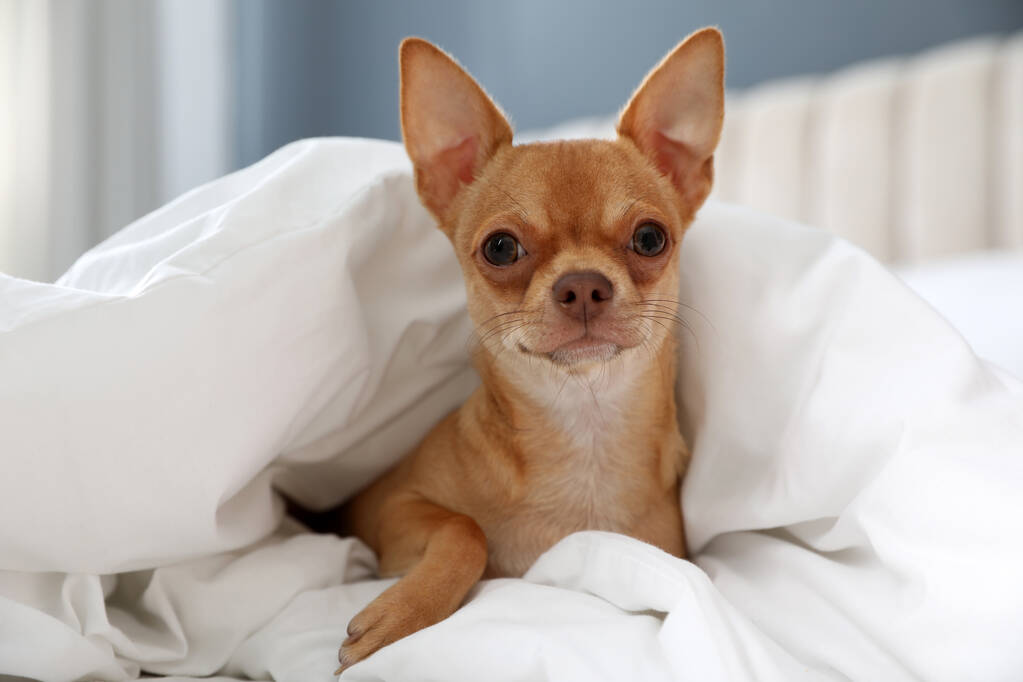 Niedlicher Chihuahua-Hund zu Hause unter Decke - Foto, Bild
