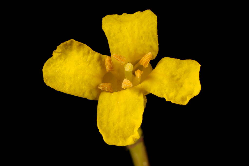 Winter Cress (Barbarrea valgaris) 。花の閉まり - 写真・画像