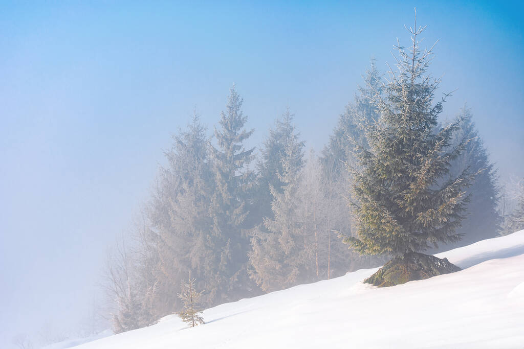 雪に覆われた丘の上に霧の中の木。おとぎ話の冬の山の風景。晴れた朝の霜の天気 - 写真・画像