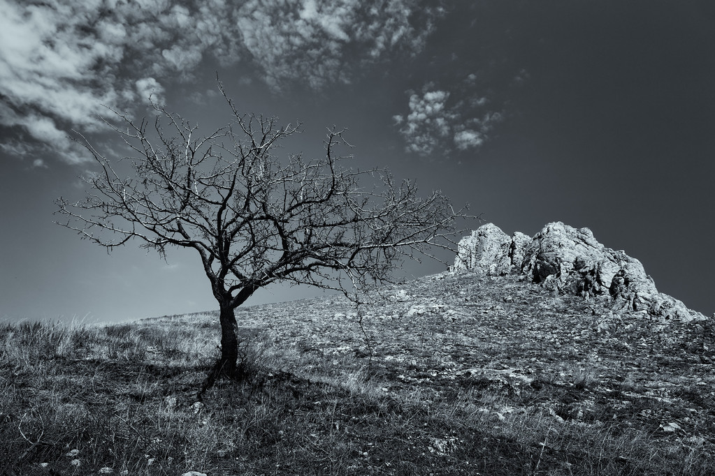 Árvore morta solitária com rochas de montanha ao fundo. Cenário dramático da paisagem
. - Foto, Imagem