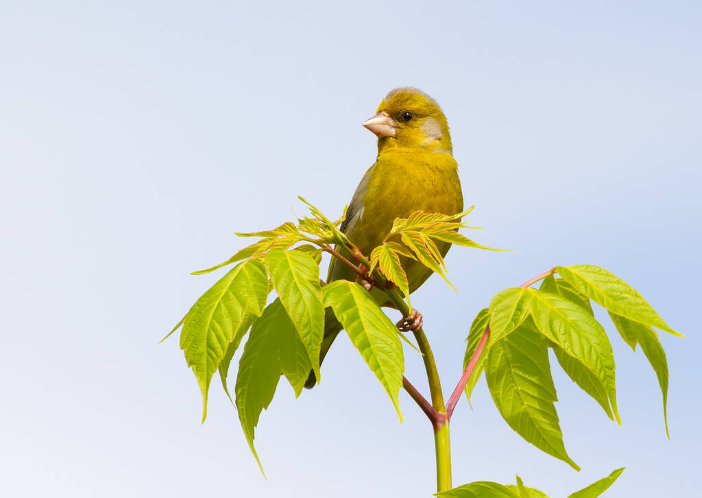 Európai zöldfülű, Chloris chloris. A madár egy fiatal fa tetején ül. - Fotó, kép